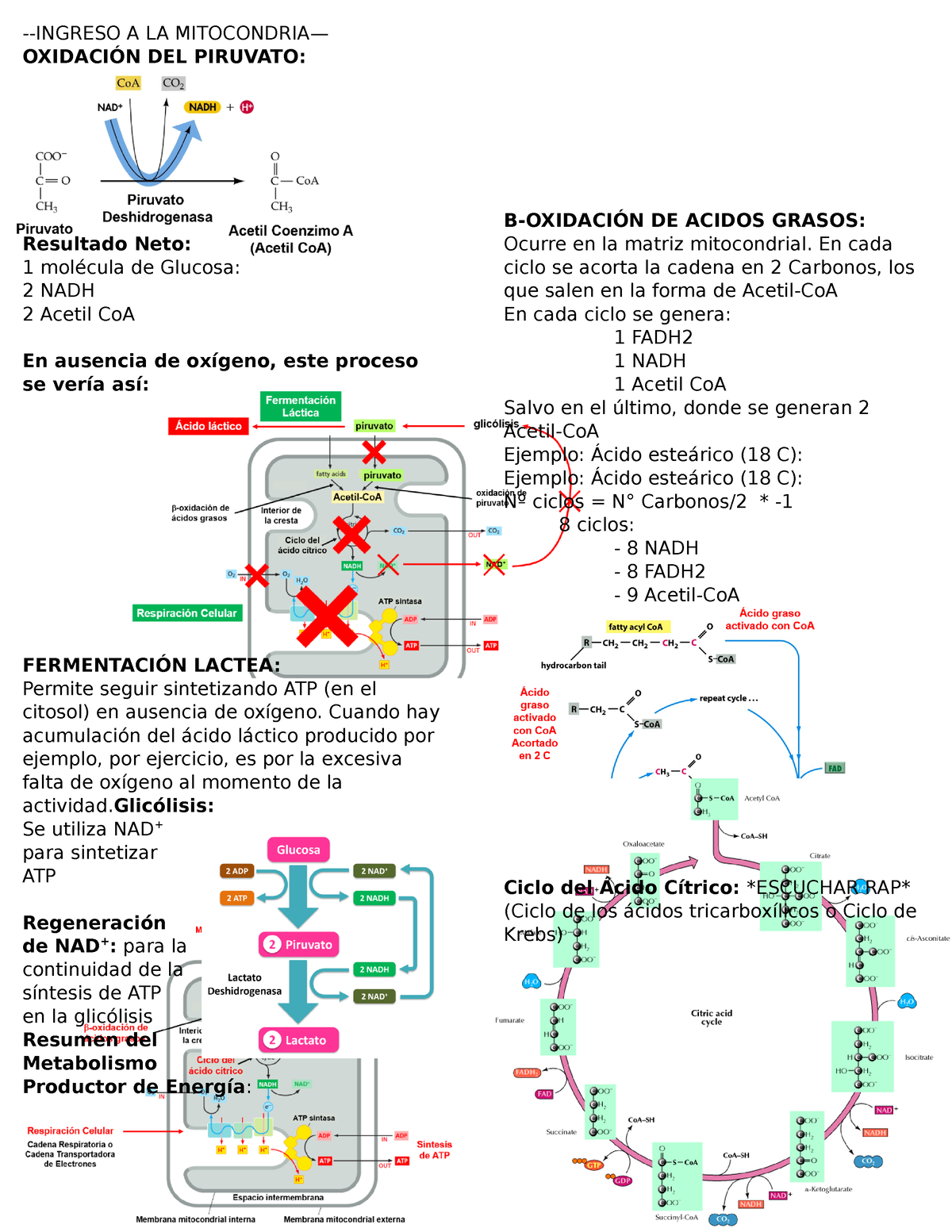 Mecanismos Geneticos Basicos Ciclo De Kalvin Ingreso A La Mitocondria Oxidaci N Del Piruvato