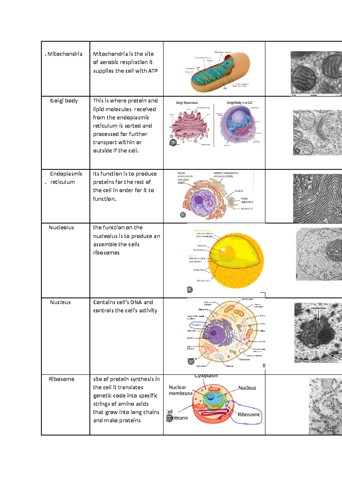 Mitochondria - sub celluar organisms - . Mitochondria Mitochondria is ...