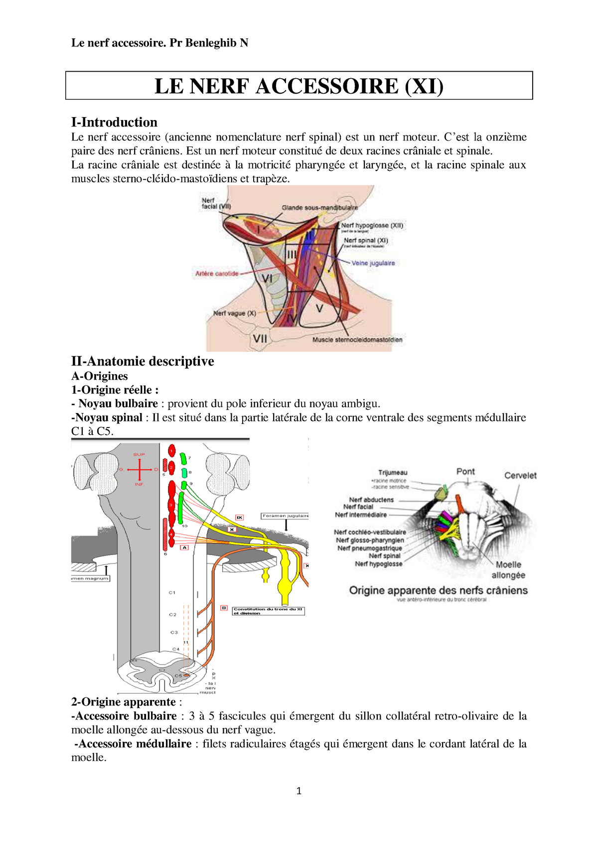 Anato 2an neuro-nerf accessoire hypoglosse 2022benleghib - LE NERF