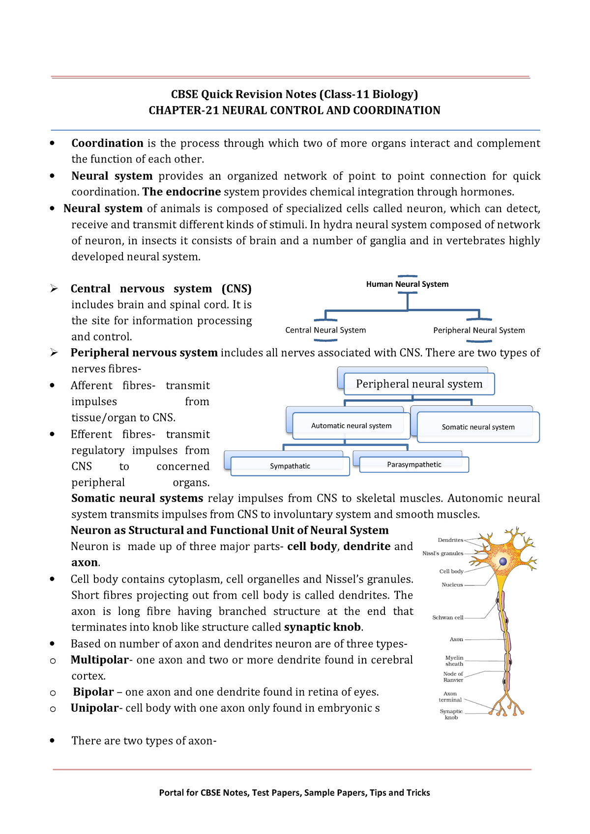 Biology Notes Ch Neural Control And Coordination Portal For Cbse Notes Test Papers