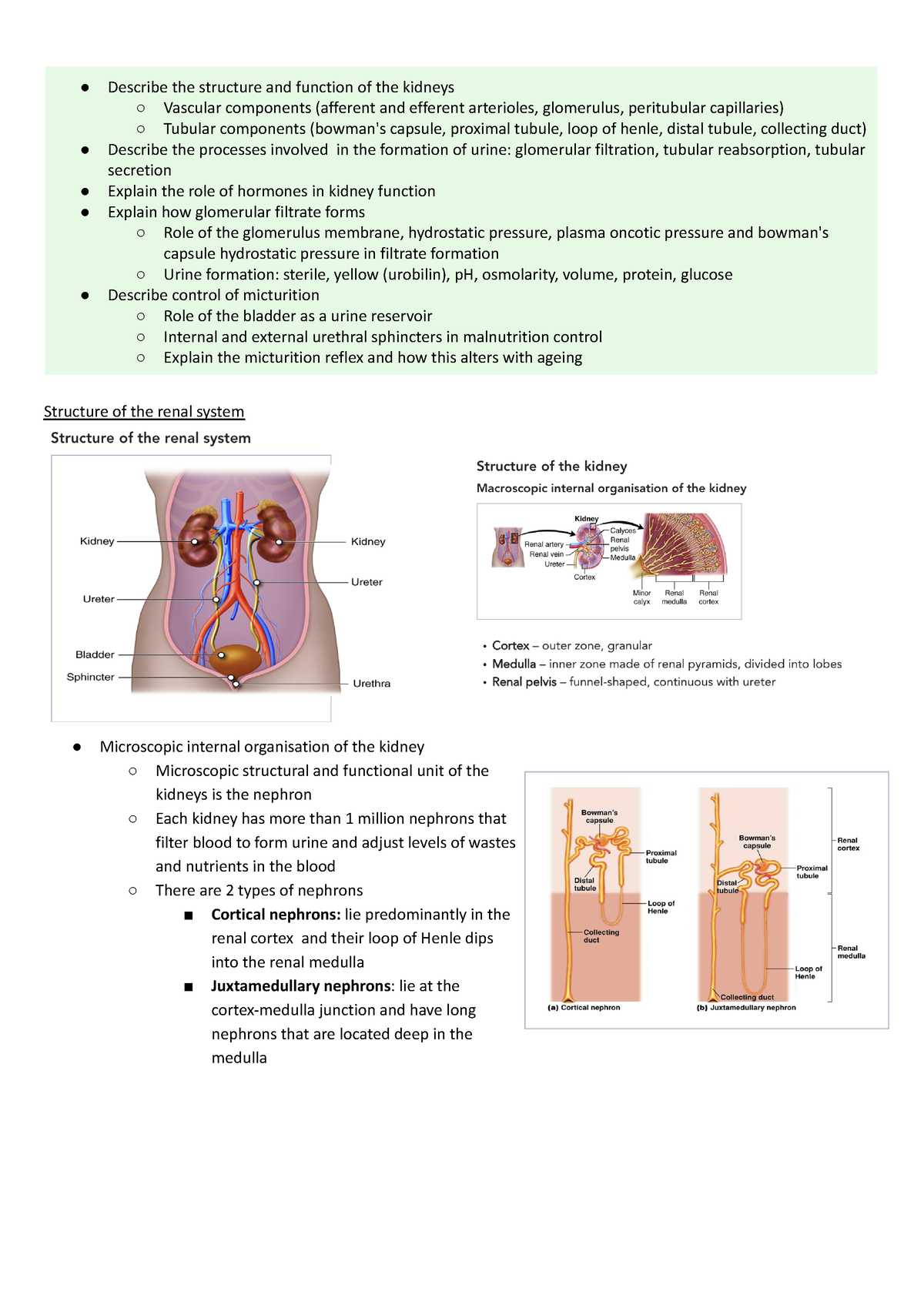 Renal system - Describe the structure and function of the kidneys ...