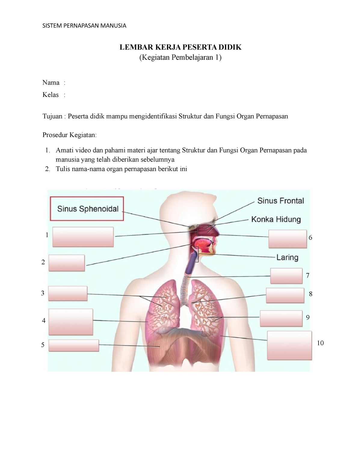 LKPD 1 - LKPD - SISTEM PERNAPASAN MANUSIA LEMBAR KERJA PESERTA DIDIK ...