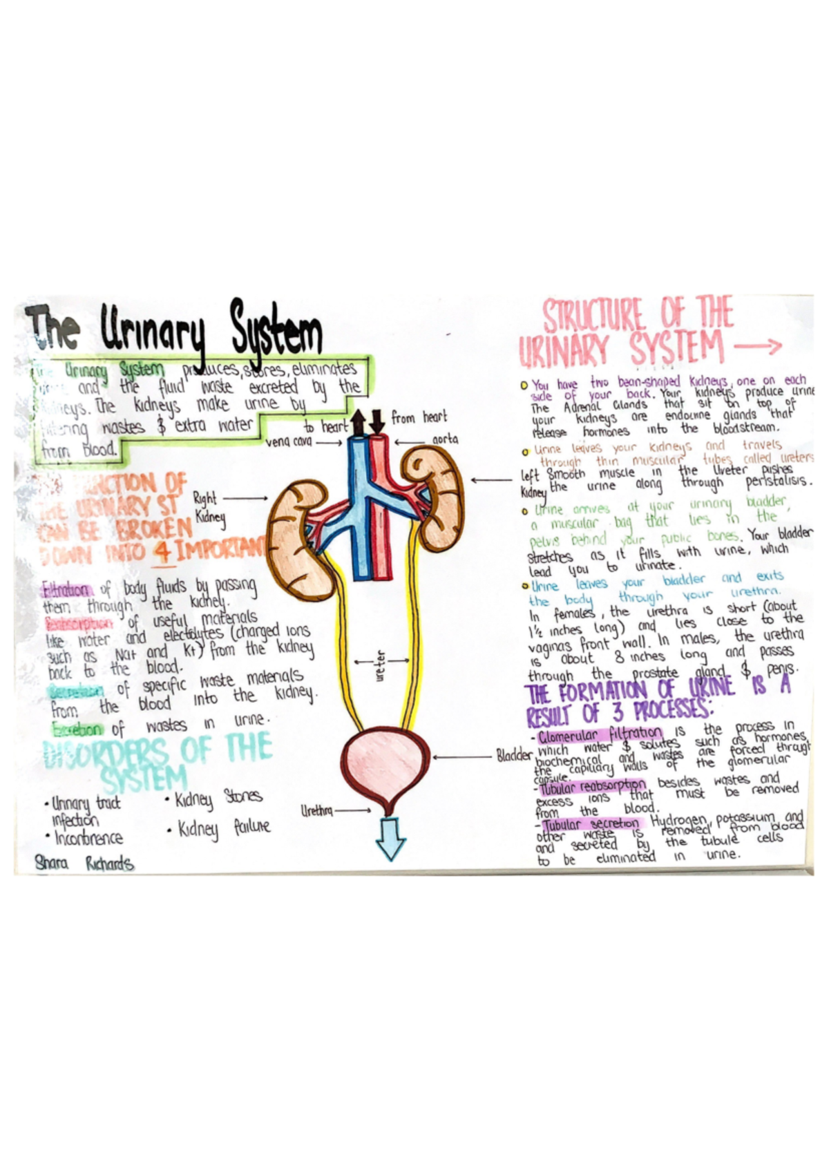 Human Body System Diagrams - HBS1HBA - Studocu