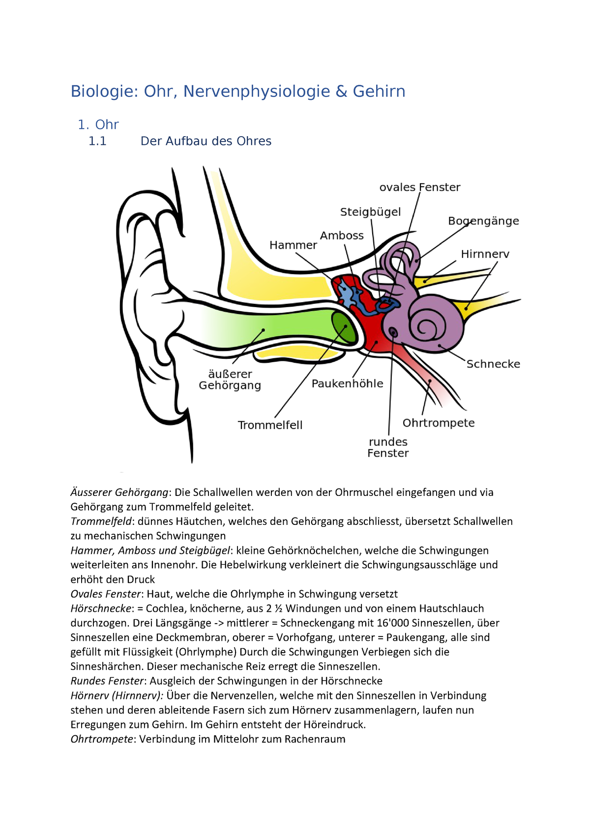 Biologie Ohr, Nerven &amp; Gehirn 05SM_123_ant StuDocu