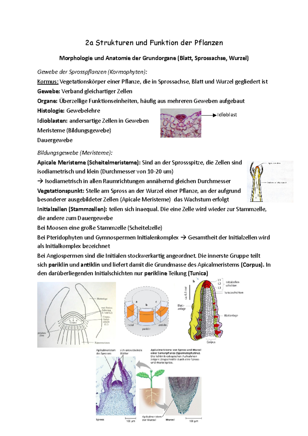 2a Strukturen und Funktion der Pflanzen - 2a Strukturen und Funktion
