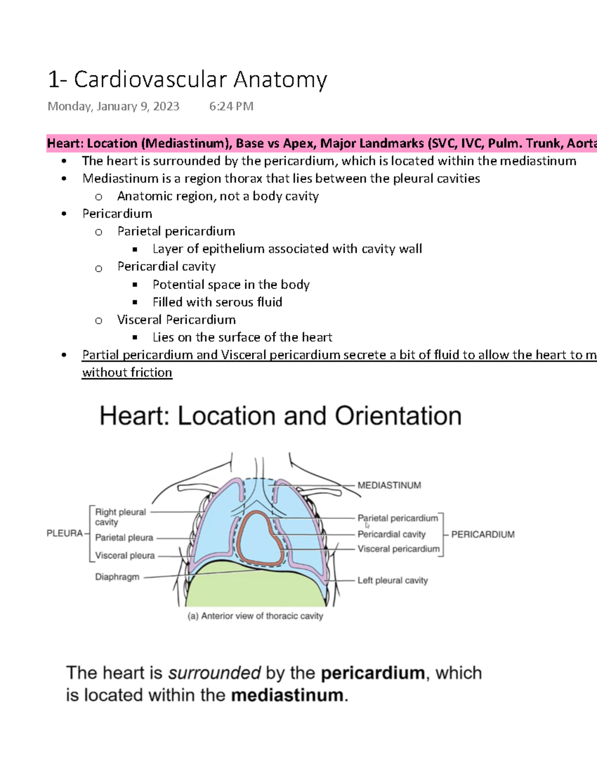 1- Cardiovascular Anatomy - Heart: Location (Mediastinum), Base vs Apex ...