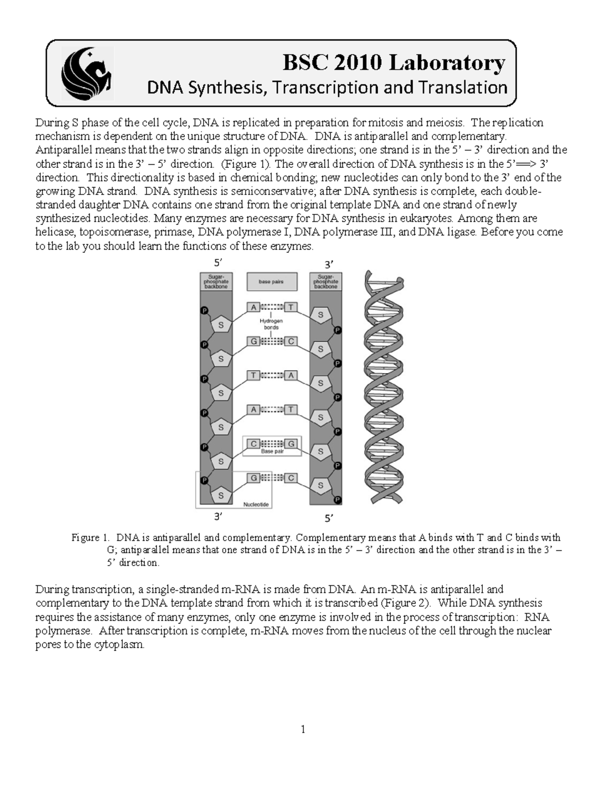 transcription-and-translation-lab-background-material-19v-a-during-s