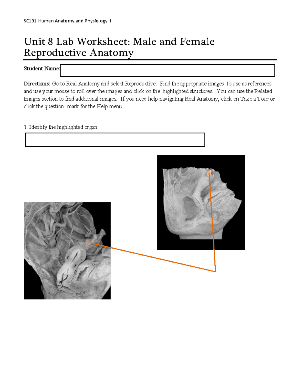 SC131 Unit 8 Assignment Lab Worksheet Male and Female Reproductive Unit 8 Lab Worksheet