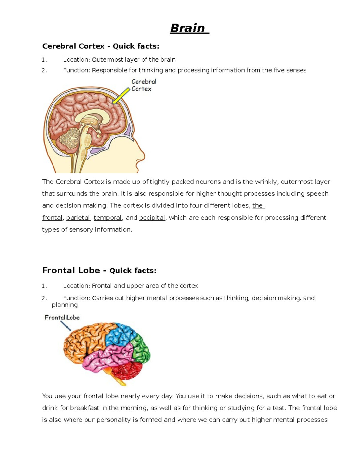 Brain - Quick & Dirty - Student Edition - Brain Cerebral Cortex - Quick ...
