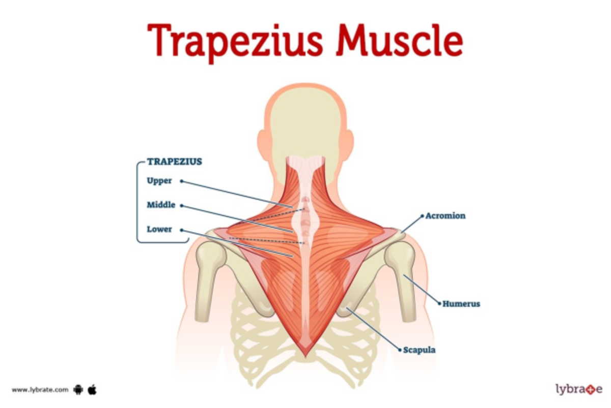 Muscular-Drawing - Nursing - Studocu