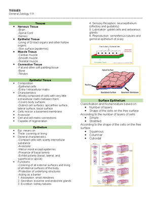 General Zoology - h u m a n a n a t o m y study of the normal structure ...