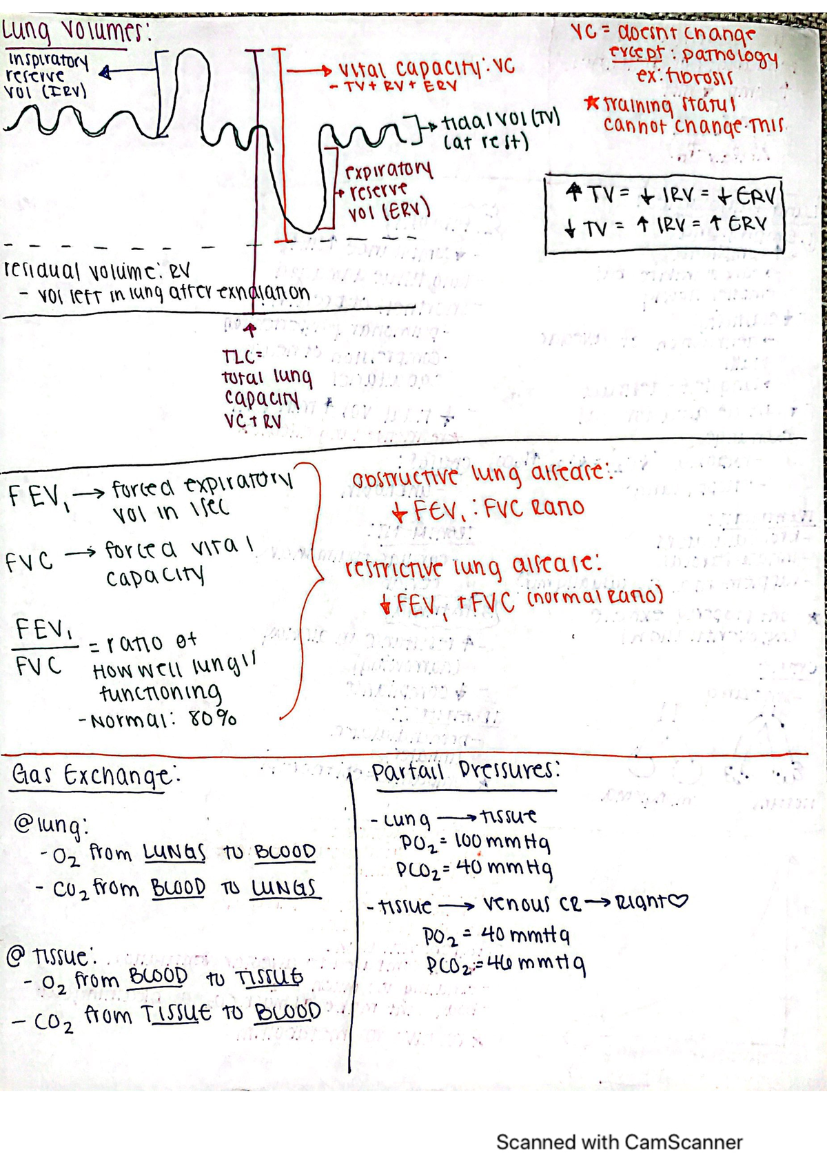 Systems Physiology- Lung Volumes - 01:146:356 - Studocu