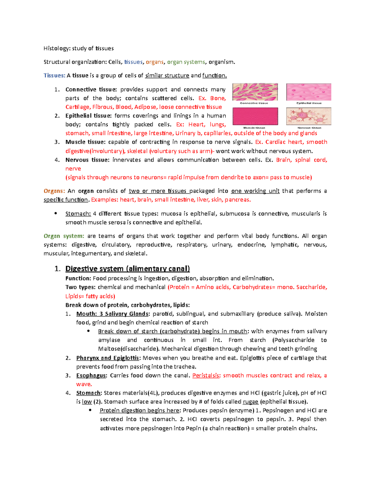 Human Biology Summary - Histology: Study Of Tissues Structural ...