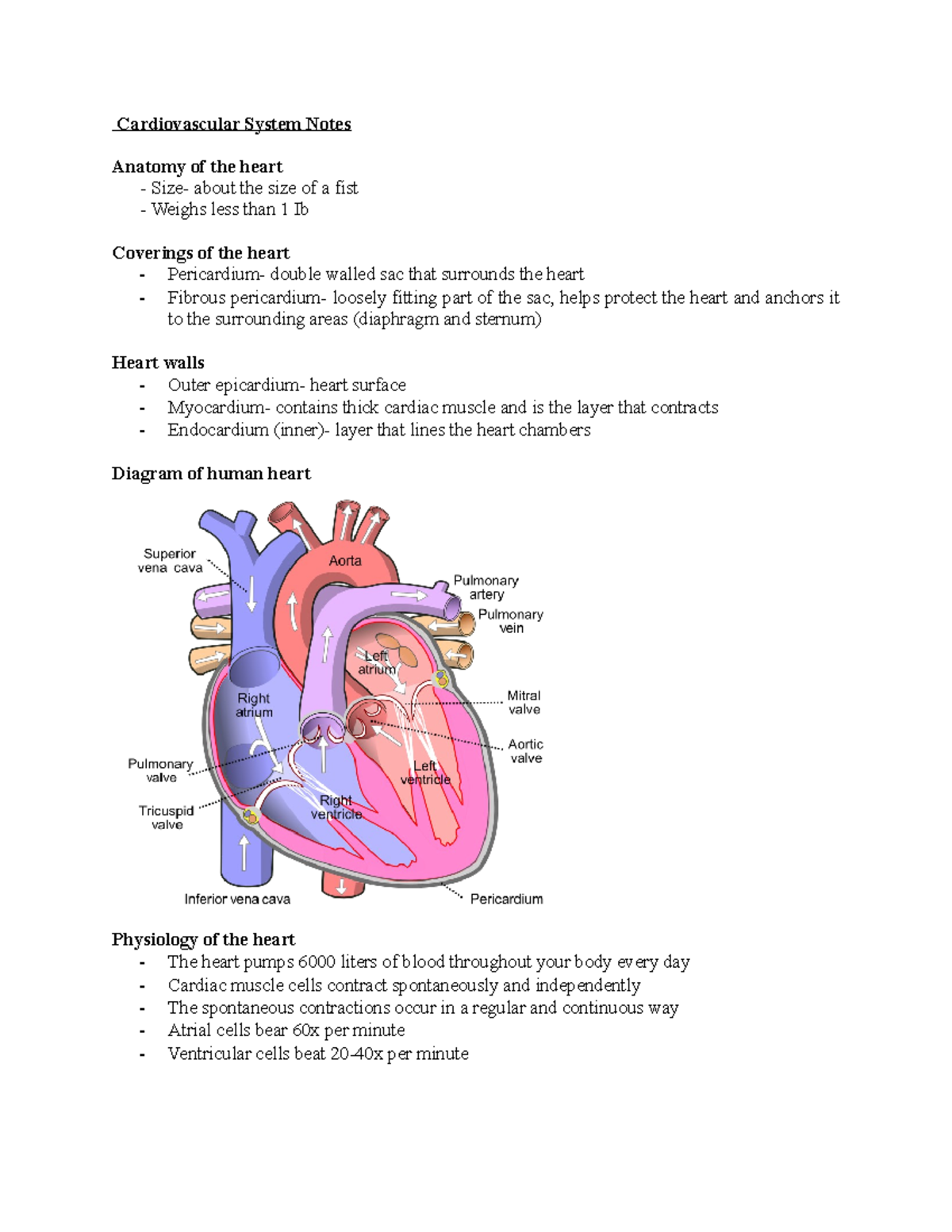 Cardiovascular System Notes - Cardiovascular System Notes Anatomy of ...