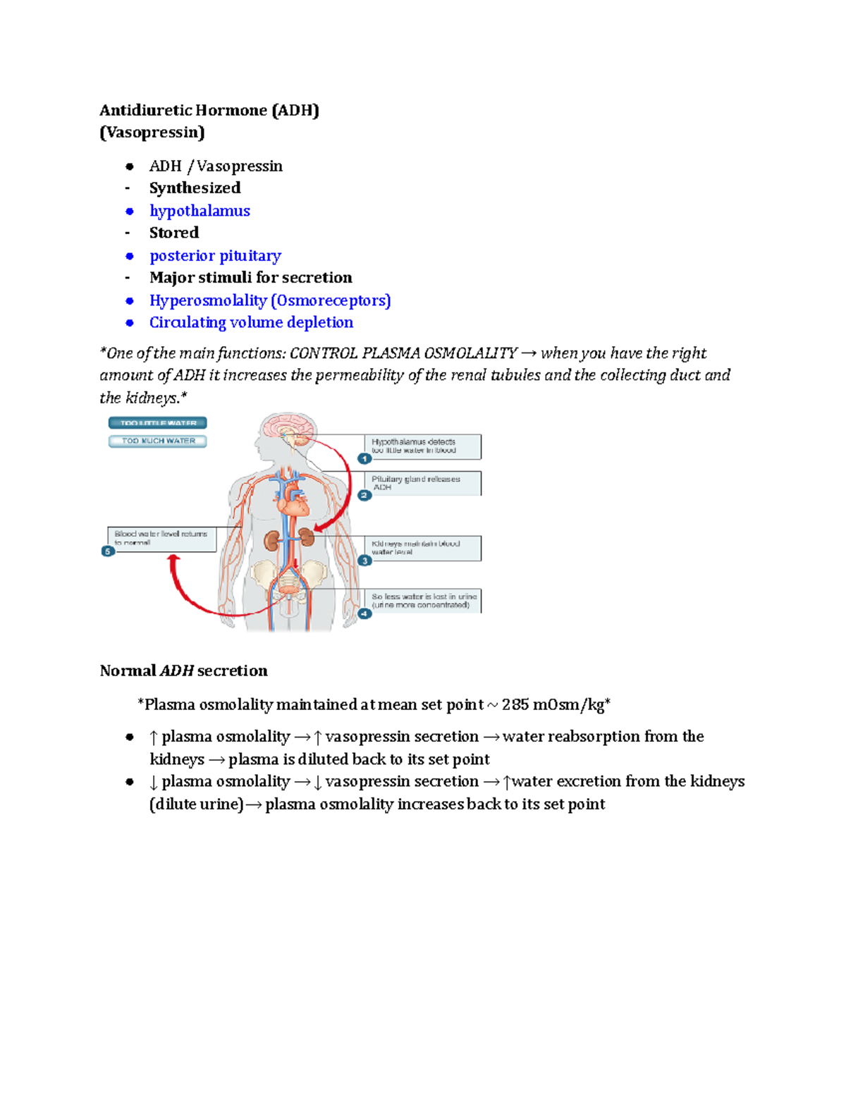 NURS 365 Endocrine - Antidiuretic Hormone (ADH) (Vasopressin) ADH ...