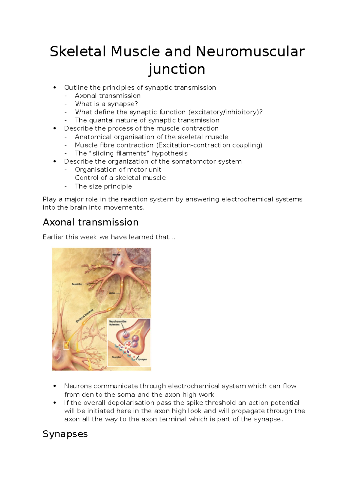 Skeletal Muscle and Neuromuscular junction - Skeletal Muscle and ...