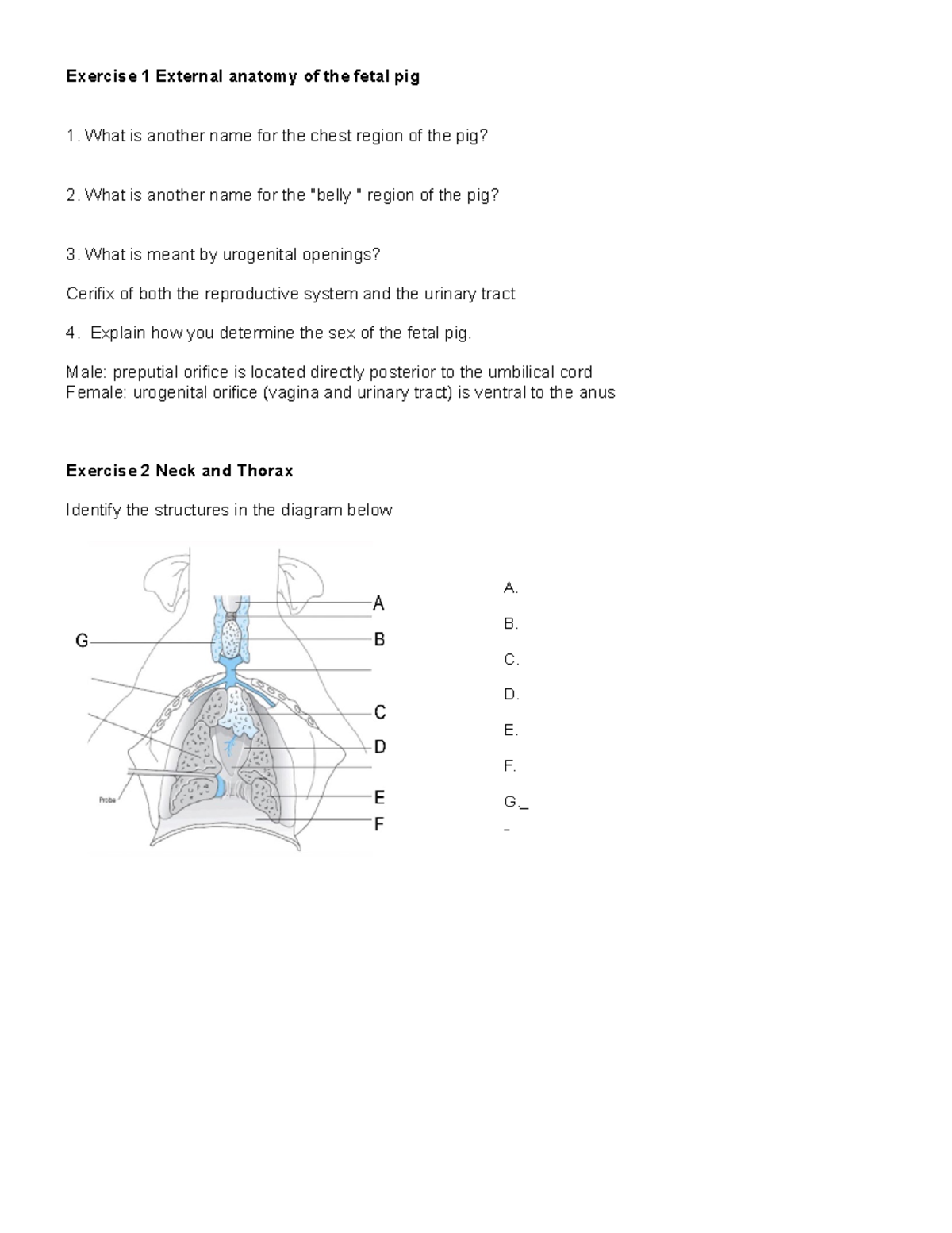 activity-6-act6-exercise-1-external-anatomy-of-the-fetal-pig-what