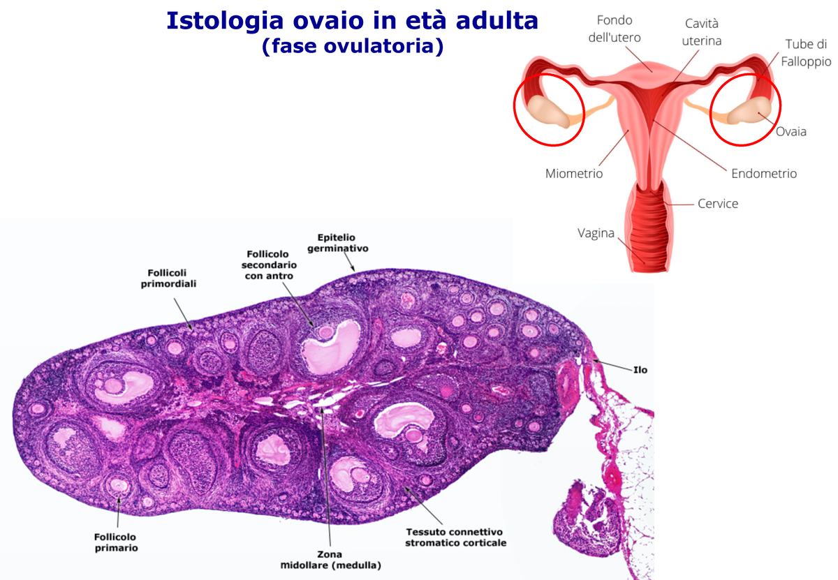 istologia del fondo