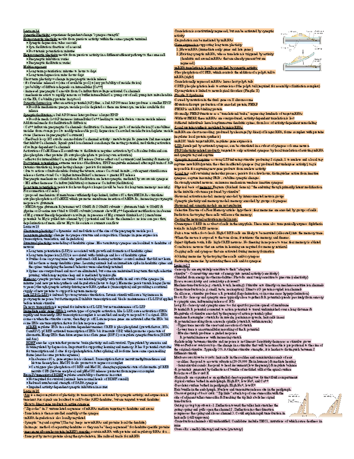 Neurobio Exam 3 Cheat Sheet - Lecture 14 Synaptic Plasticity ...