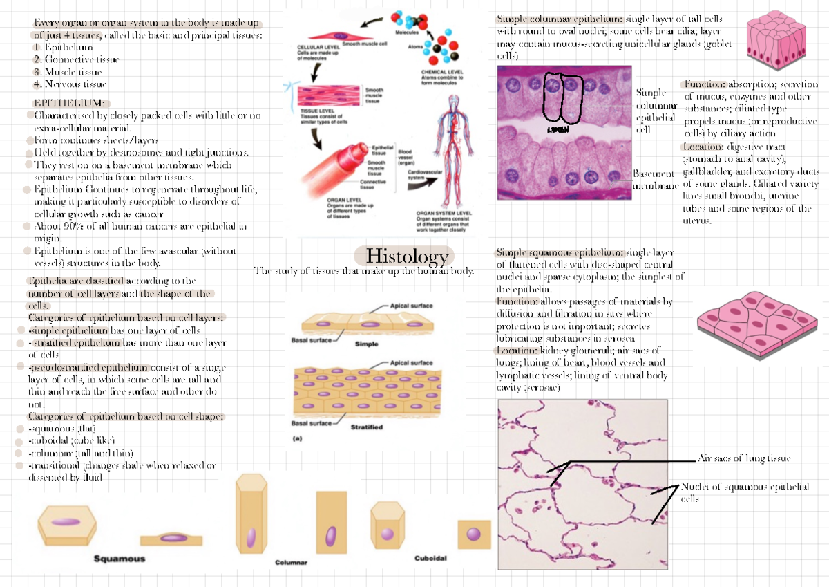 Histology Histology The Study Of Tissues That Make Up The Human Body