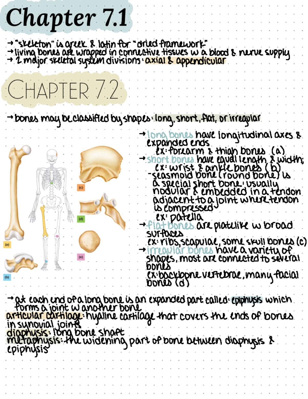 Chapter 7 The Skeletal System - > 