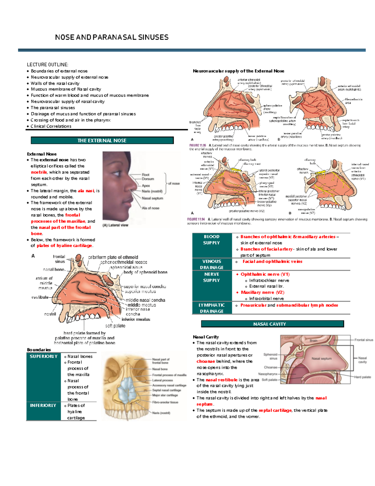 Nose and Paranasal Sinuses - NOSE AND PARANASAL SINUSES LECTURE OUTLINE ...