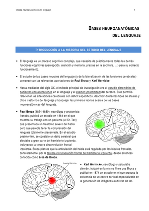 Bases neuroanatomicas del lenguaje - BASES NEUROANATÓMICAS DEL LENGUAJE  INTRODUCCIÓN A LA HISTORIA - Studocu