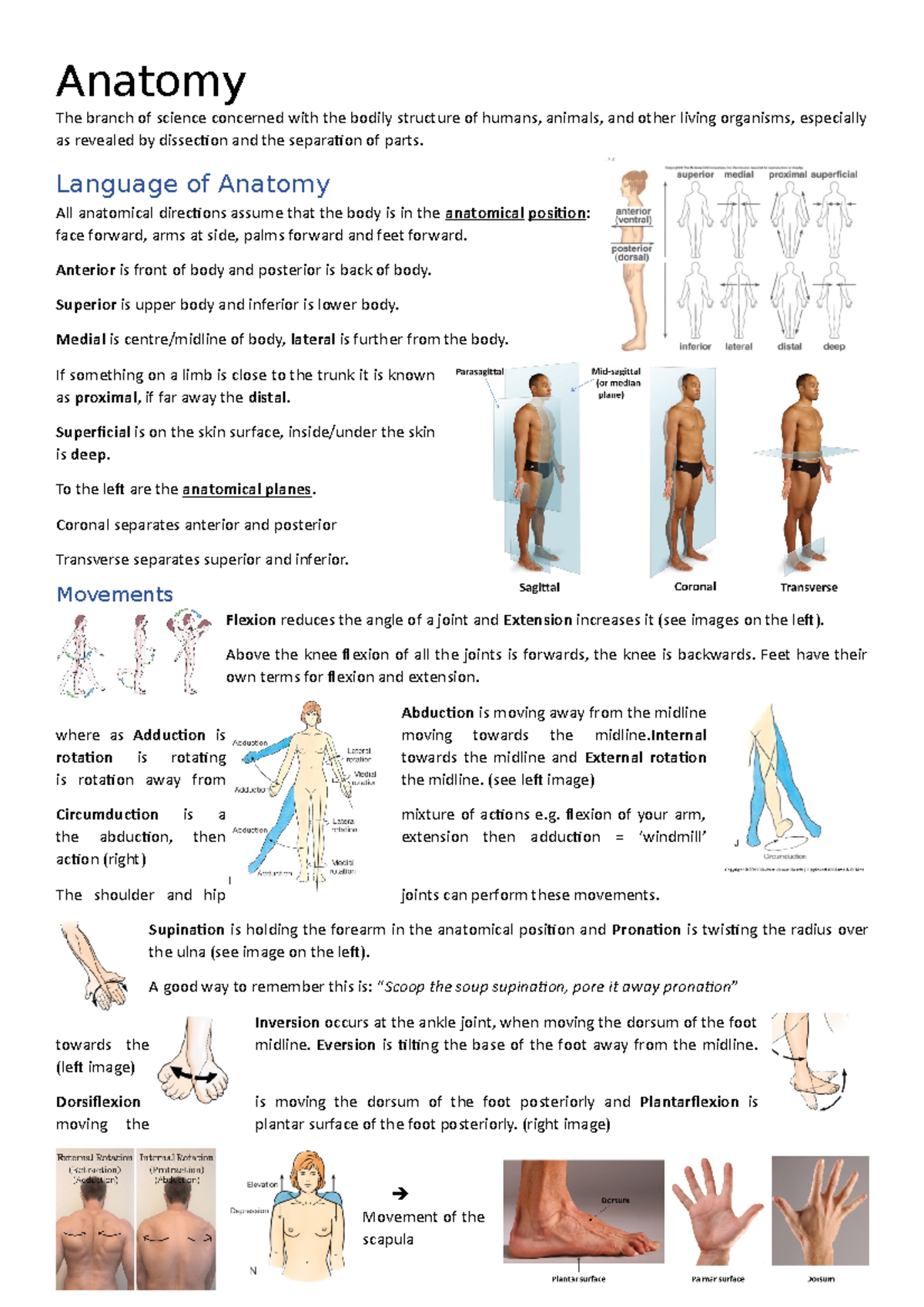 Anatomy Revision Booklet 👁 - Anatomy The Branch Of Science Concerned ...