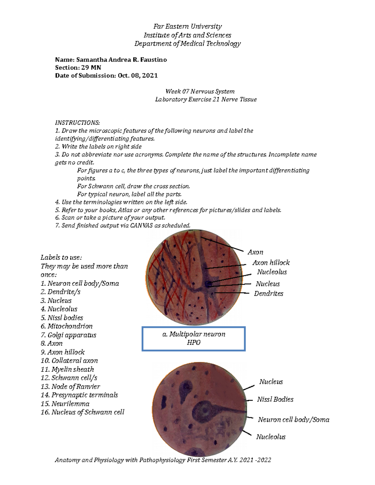 03-lab-exercises-21-nerve-tissue-far-eastern-university-institute-of