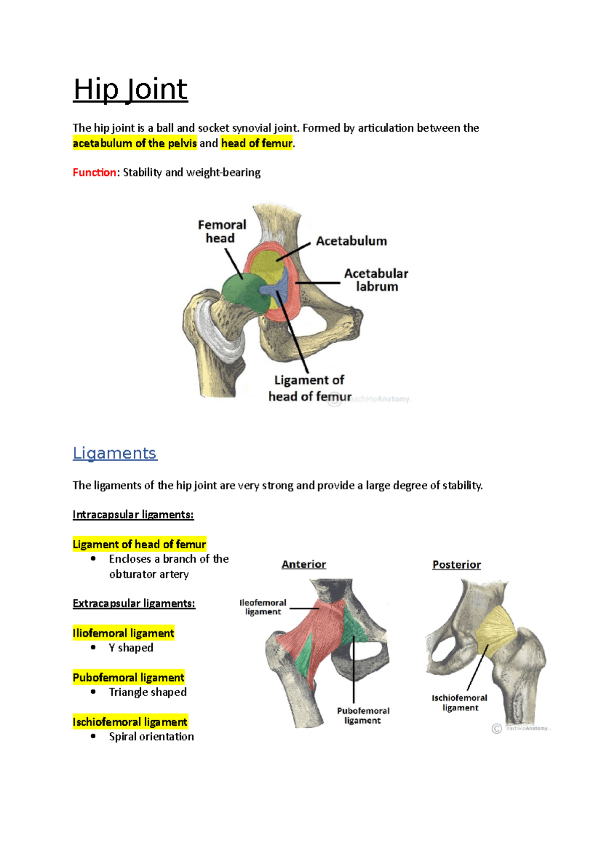 hip-joint-anatomy-notes-hip-joint-the-hip-joint-is-a-ball-and