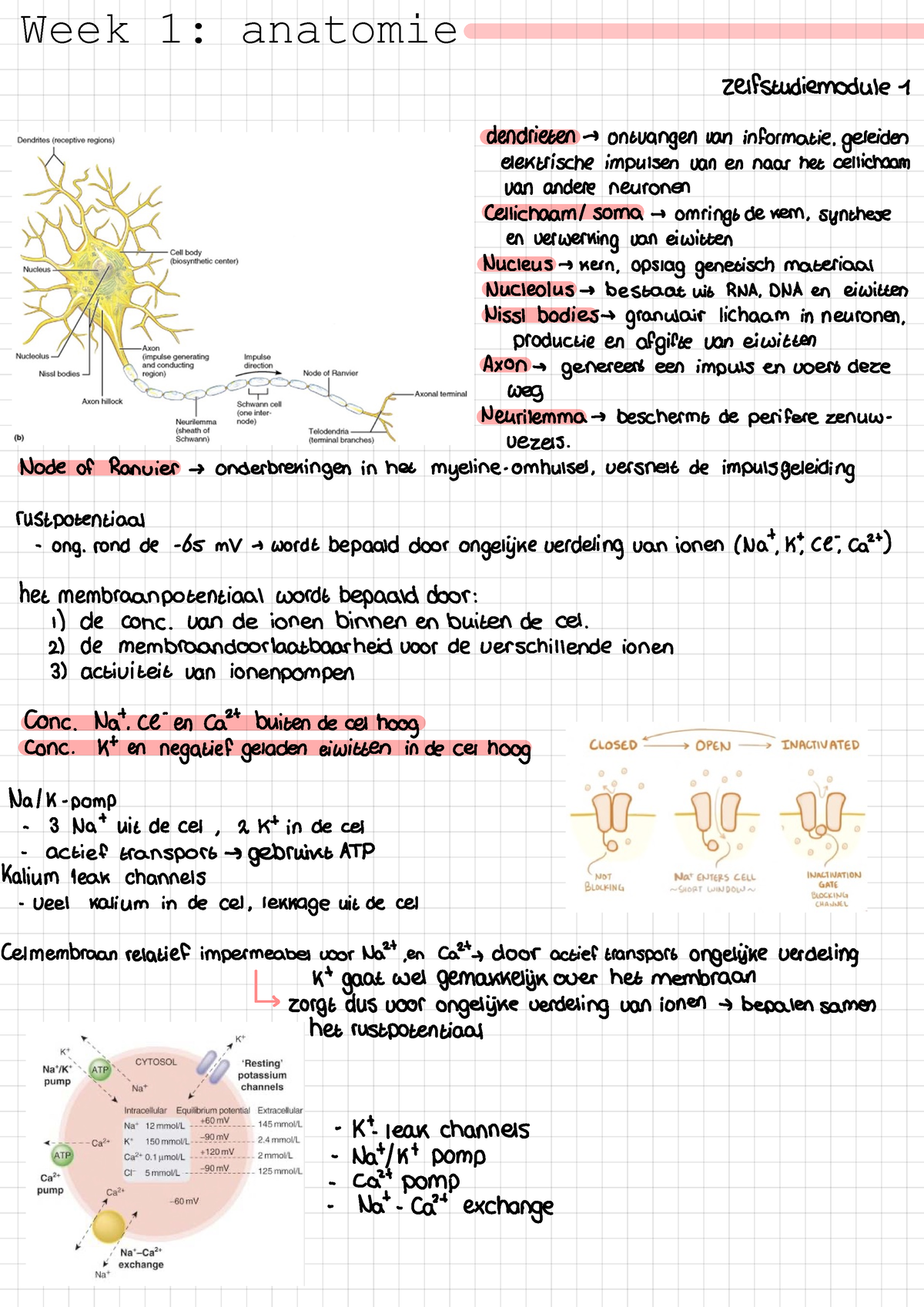 Samenvatting Week 1 Anatomie En Fysiologie - Week 1: Anatomie ...