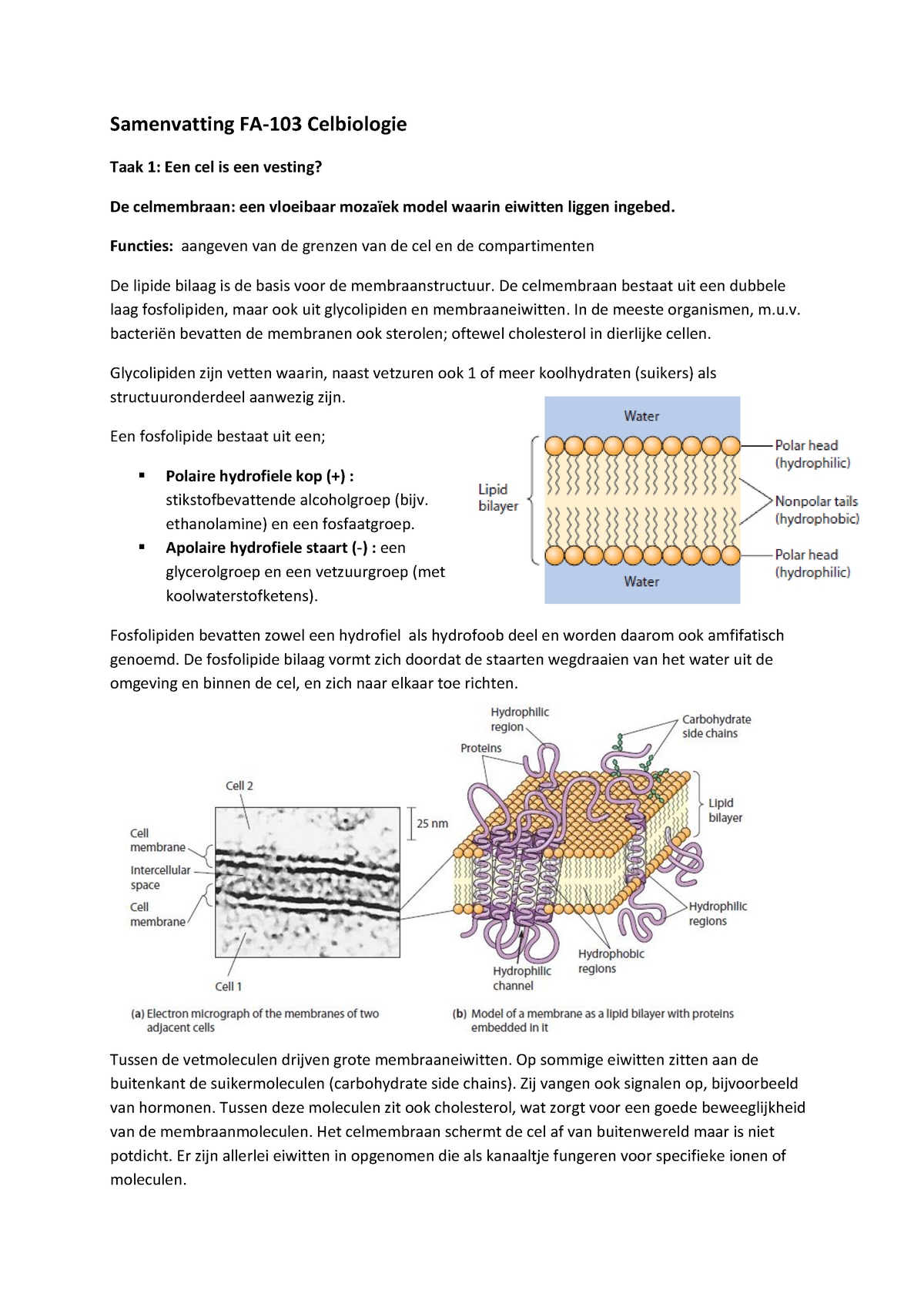 Complete Samenvatting Celbiologie - Samenvatting FA-103 Celbiologie ...