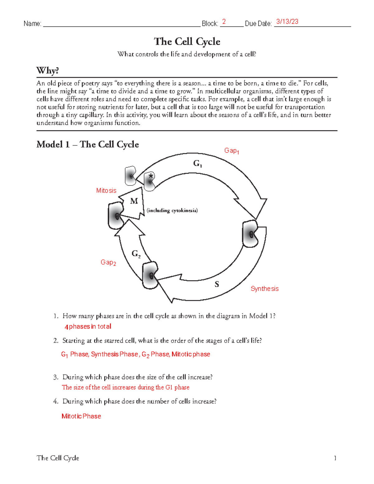 Kami Export - The Cell Cycle Pogil - The Cell Cycle 1 The Cell Cycle ...