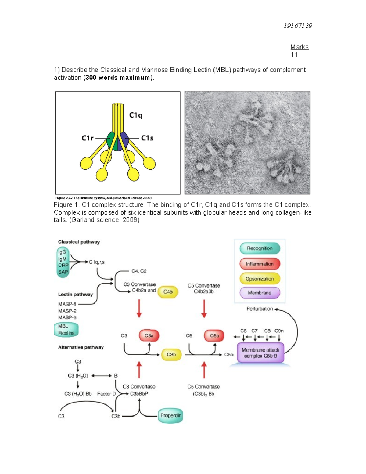Immunology Case study questions - Marks 11 Describe the Classical and ...