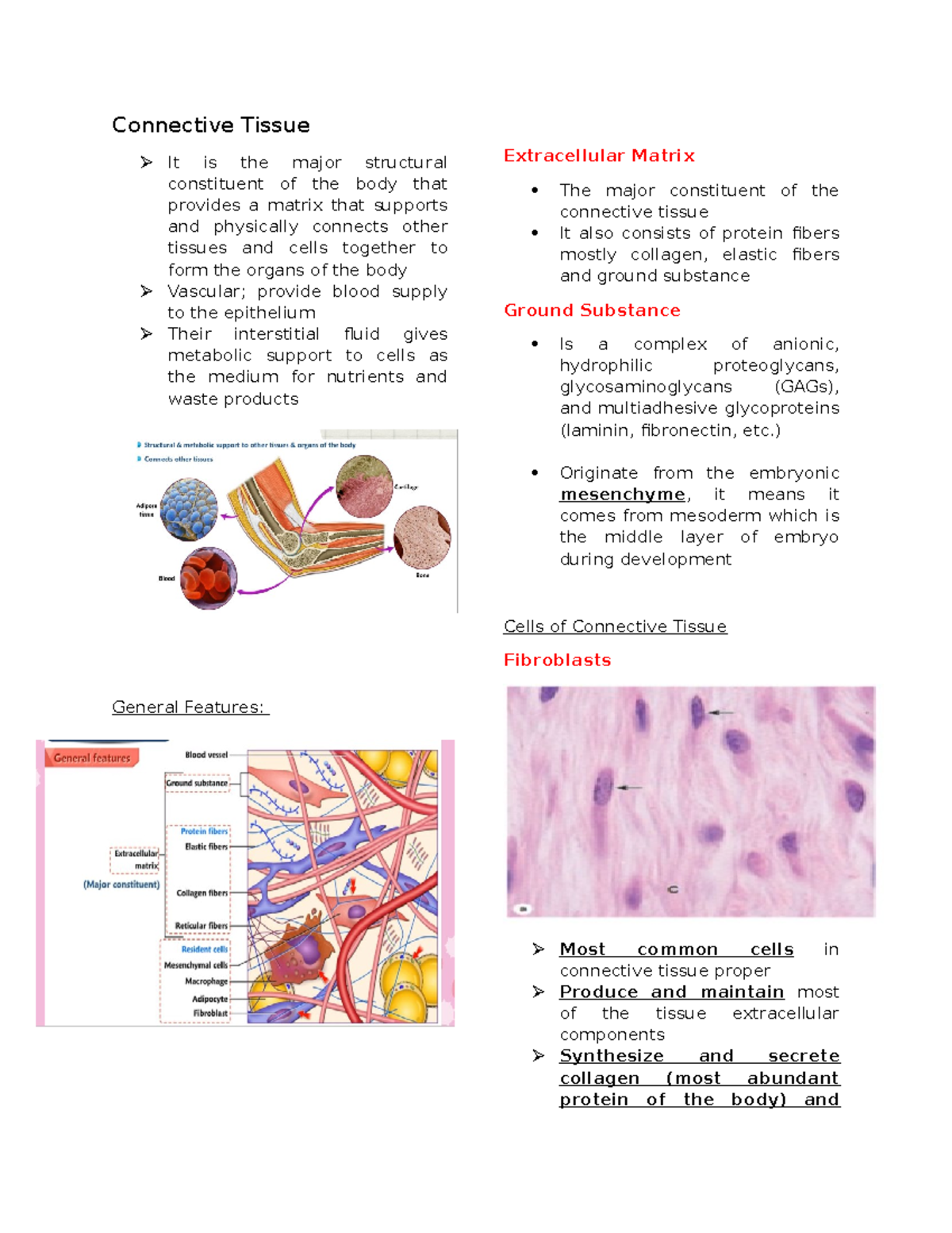 Histology - Connective Tissue - Connective Tissue It is the major ...