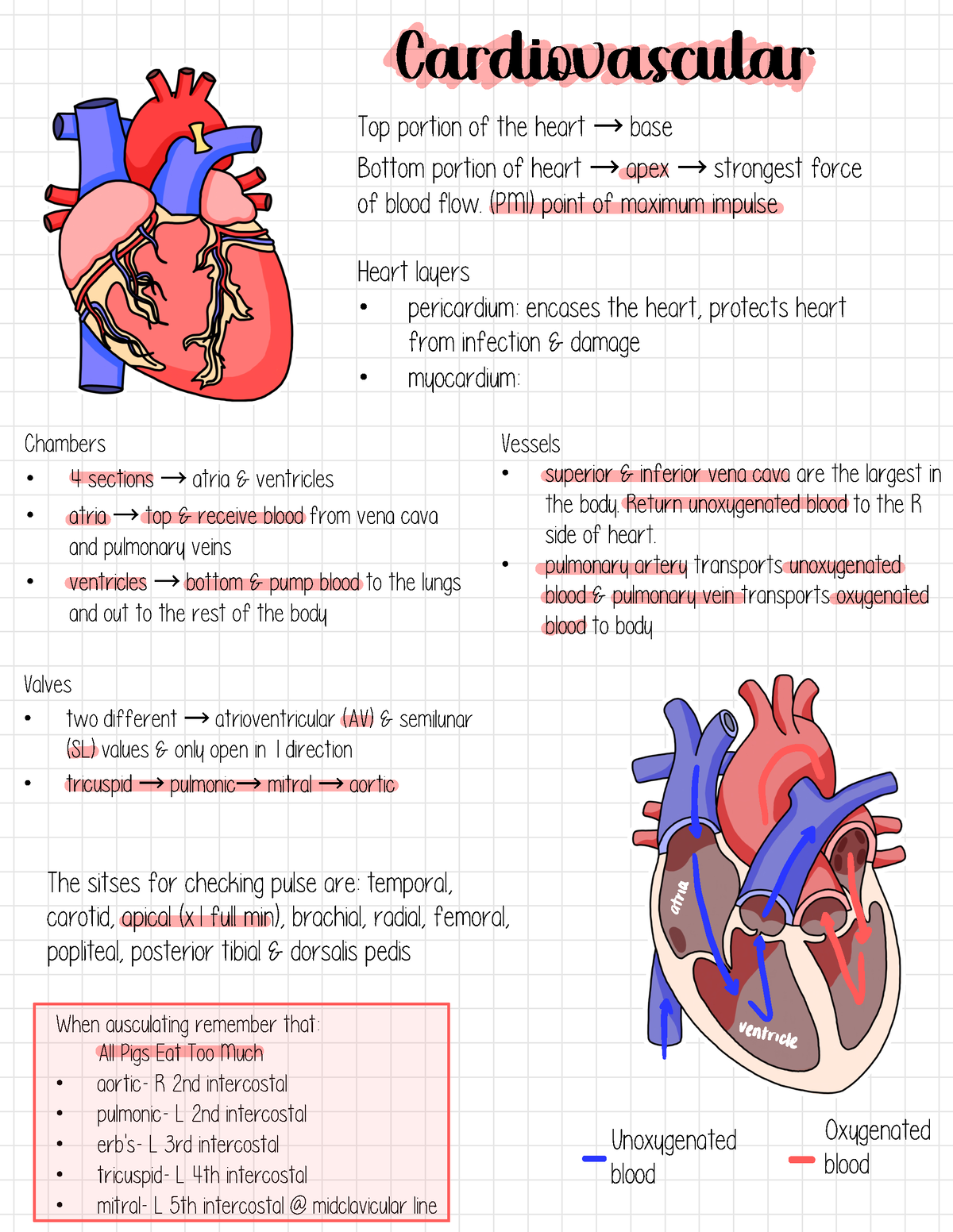 Physical Assessment - Lecture notes - Cardiovascular Top portion of the ...