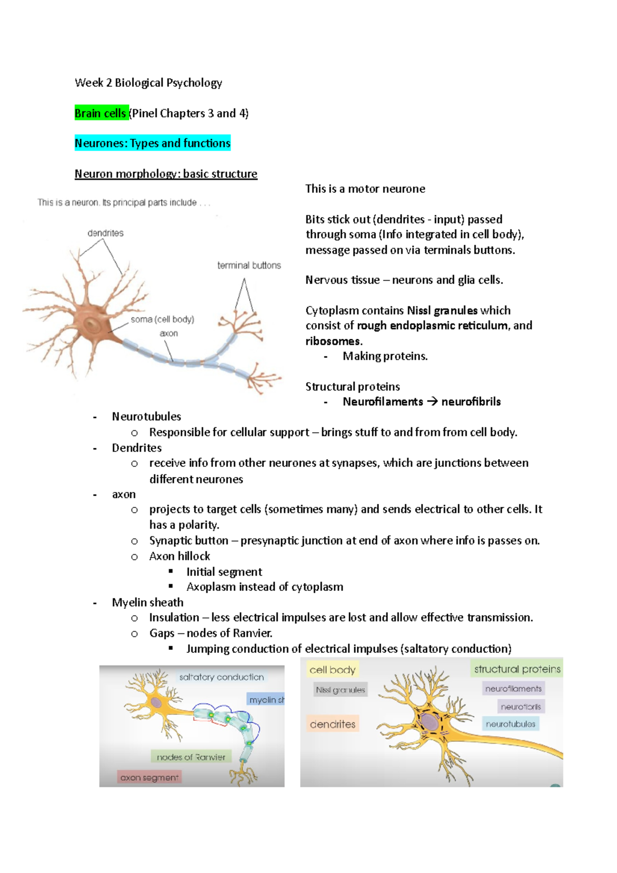 Week 2 Brain cells Biological Psychology - Week 2 Biological Psychology ...