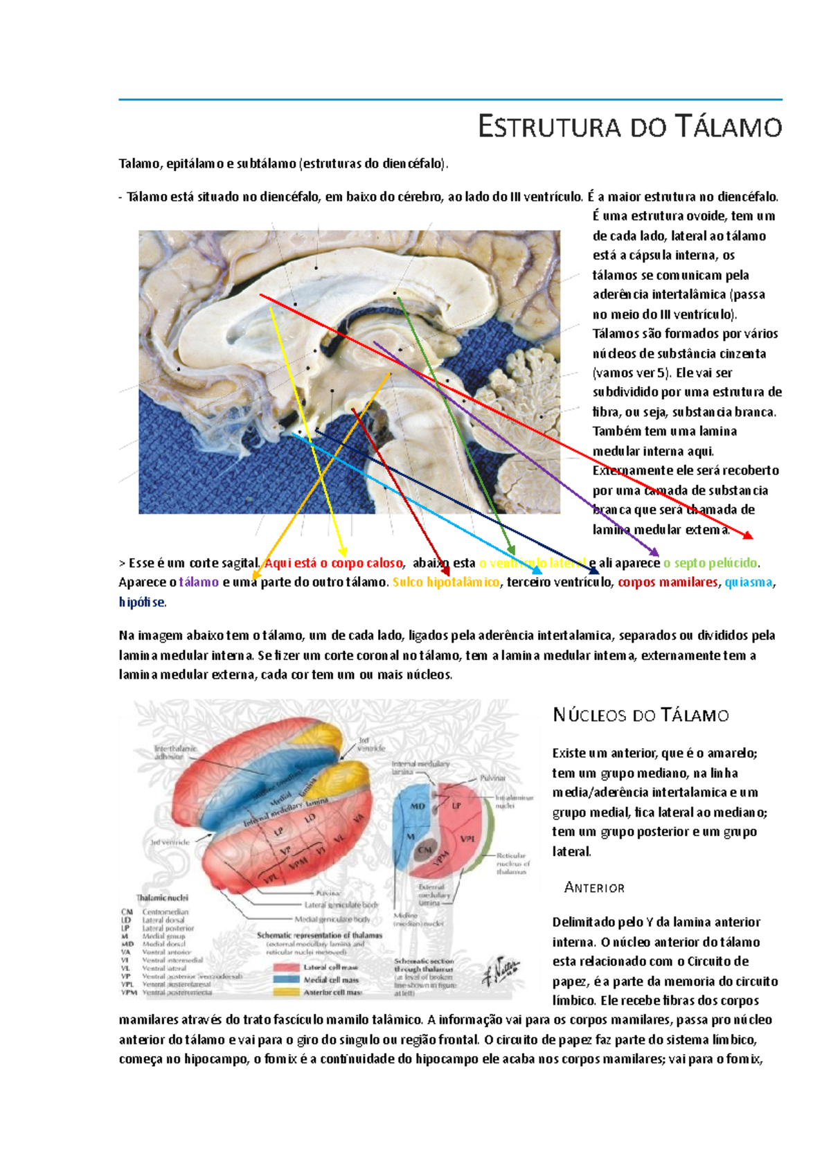 Estrutura do Tálamo - Aula Neuroanatomia Universidade Positivo ...