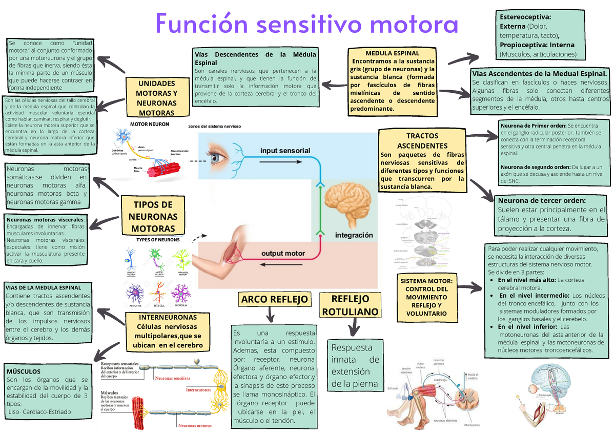 concept-map-graphic-organizer-funci-n-sensitivo-motora-interneuronas