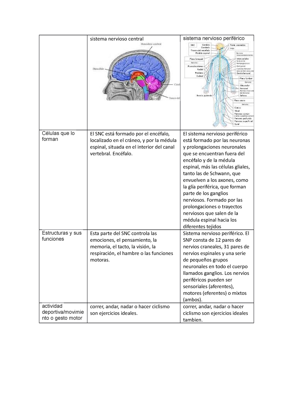 Actividad 2. Diferencias Entre El Sistema Nervioso Central Y El Sistema ...