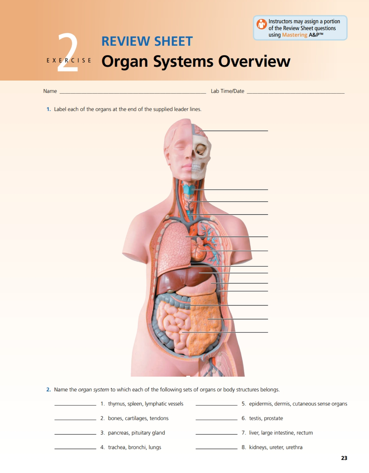 A&P review 2 Organ Systems Overview - REVIEW SHEET A Instructors may assign  a portion V of the - Studocu