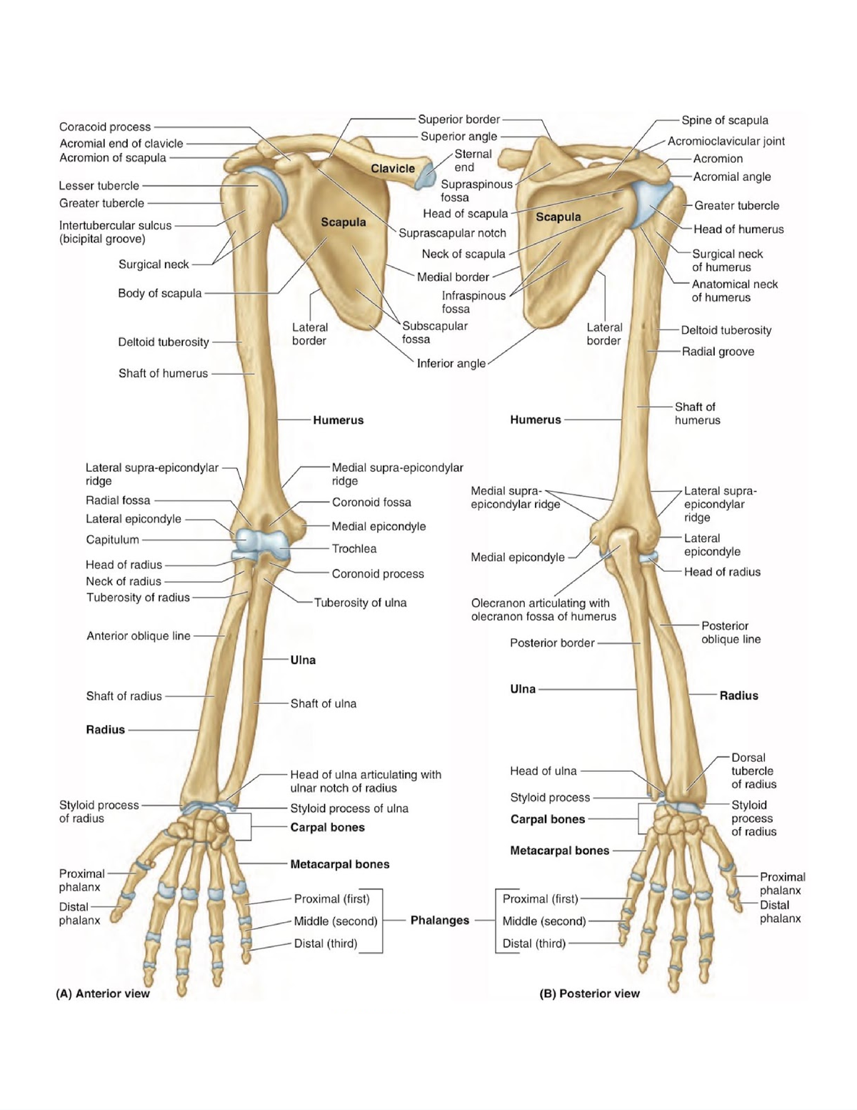 Anatomy Upper limb - CLAVICLE Serves as a moveable, crane-like strut ...