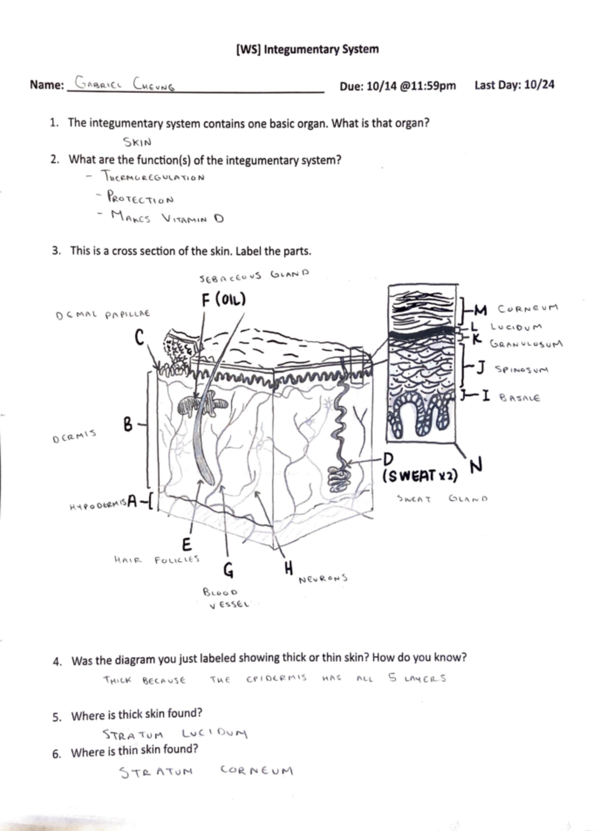 Adobe Scan Oct 14, 2021 - Lecture notes 2 - [WS) lntegumentary System ...