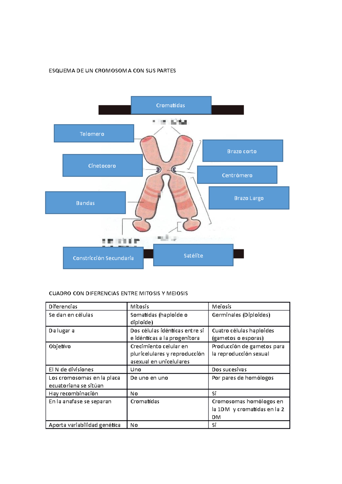 Genetica Esquema De Un Cromosoma Con Sus Partes Esquema De Un