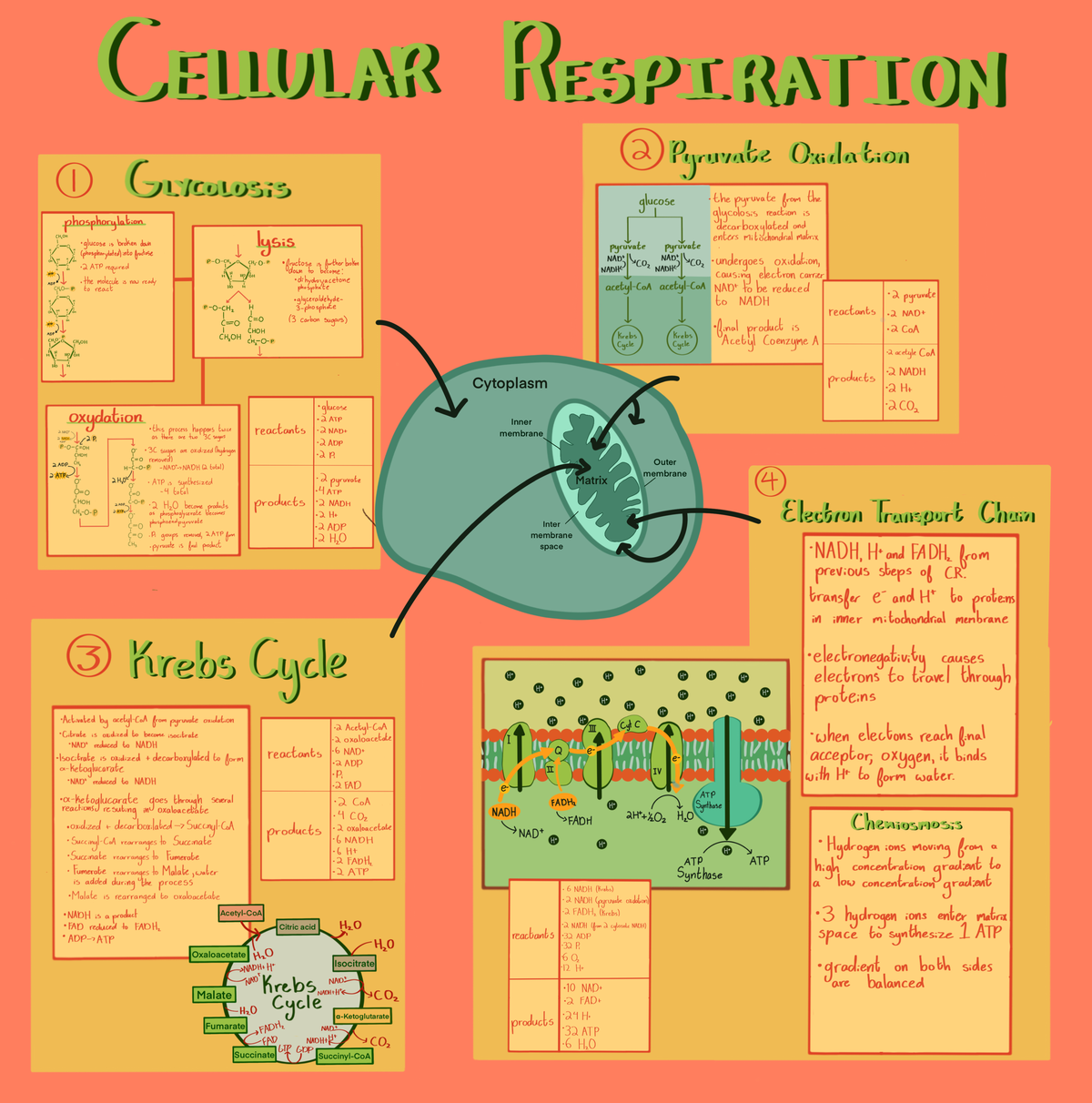Hammy - Cellular Respiration - Biology 1002B - Studocu