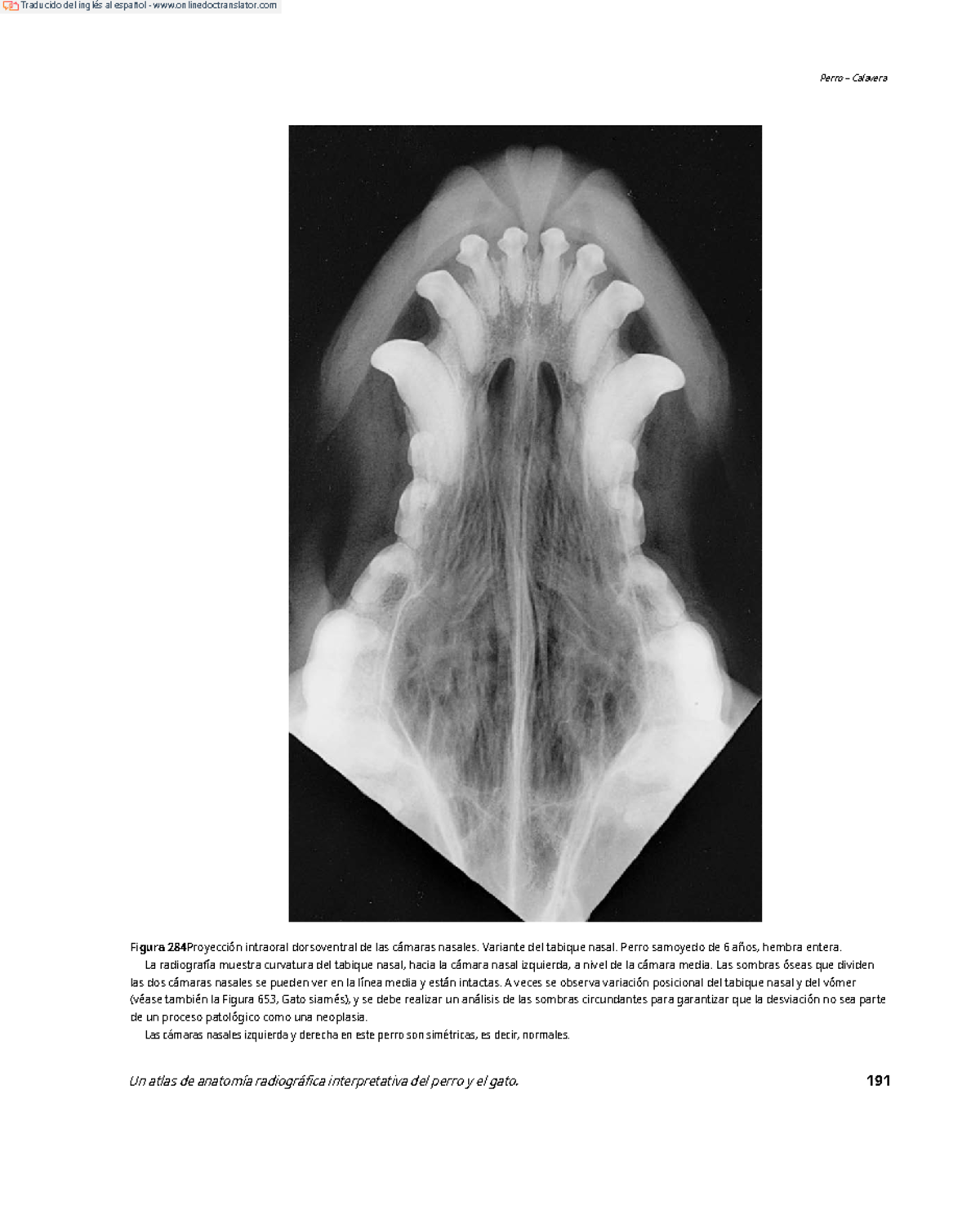 Radiología veterinaria en español - ####### Perro – Calavera Figura ...