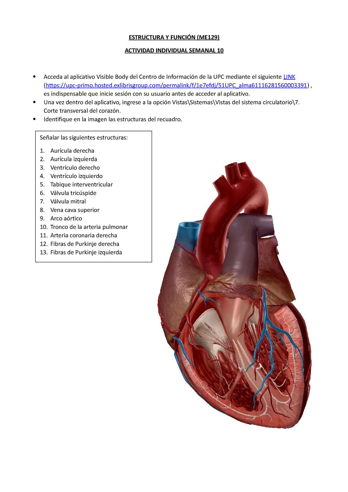 Heart, Structure, Function, Diagram, Anatomy, & Facts