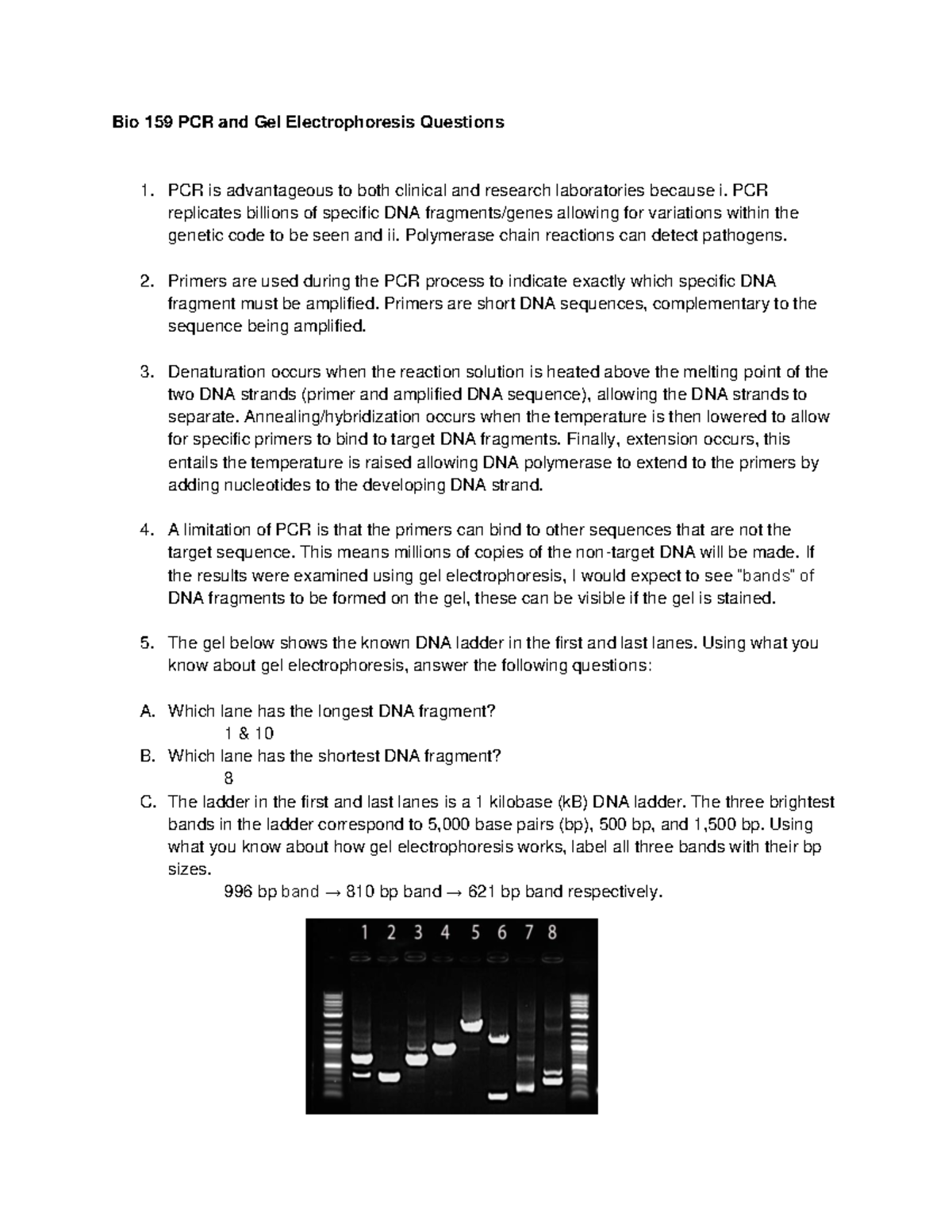 PCR and Gel Electrophoresis Questions 2023 Bio 159 PCR and Gel