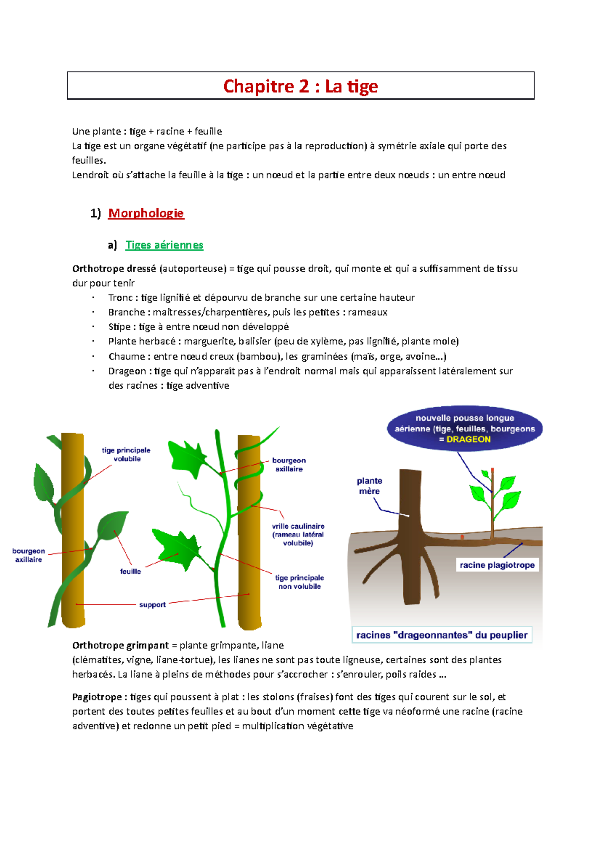 Chapitre 2 la tige Cours Biologie des organismes VEGETAUX Chapitre 2 La tige Une plante Chapitre 2 la tige Cours Biologie des organismes VEGETAUX Chapitre 2 La tige Une plante