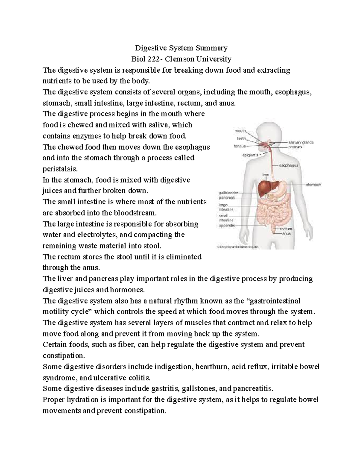 Digestive System Summary - The digestive system consists of several ...